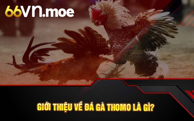 Giới thiệu về đá gà thomo là gì?