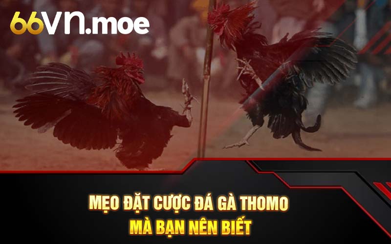 Mẹo đặt cược đá gà thomo mà bạn nên biết 