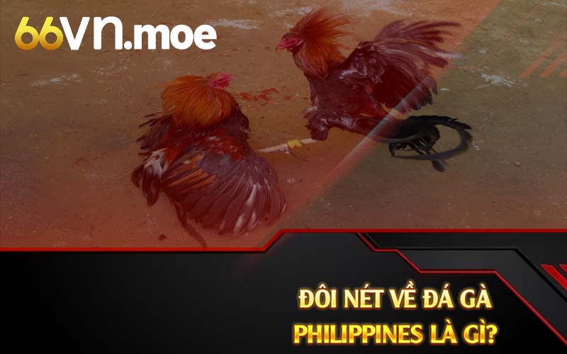 Đôi nét về đá gà Philippines là gì? 